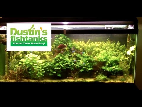 55 Gallon Planted Aquarium: Last shot of Steve's 55