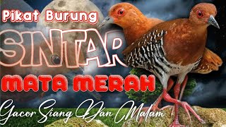 Download lagu MP3 SUARA PIKAT BURUNG SINTAR MATA MERAH / SINTAR GUNUNG. TERBARU AMPUH SIANG ATAUPUN MALAM mp3 Download lagu MP3 SUARA PIKAT BURUNG SINTAR MATA MERAH / SINTAR GUNUNG. TERBARU AMPUH SIANG ATAUPUN MALAM mp3