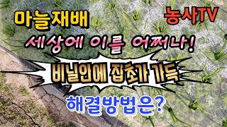 마늘재배, 제초제를 하지 않은 밭에 잡초가 무성하게 자랐습니다. 해결방법은?[농사TV]