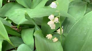 Lily of the Valley Plant Profile
