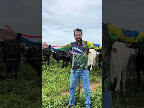 SOJA E GADO EM BONFIM RR 2026