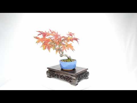 Wunderschöne Herbsfärbung bei diesem kleinen Japanischen Fächerahorn (Acer palmatum) 🥰