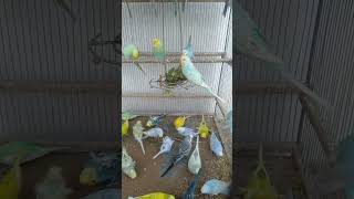 ⚠初心者がやりがちな失敗と正しい対処法｜セキセイインコ実体験