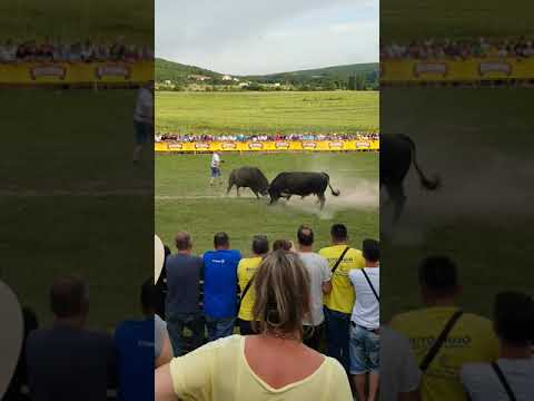 Gumeni-zemlja zrak vir 2019 za sampiona balkana