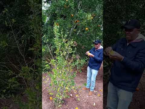 divulgando minha Terra natal. são joão evangelista. minas Gerais. Julho de 2025.