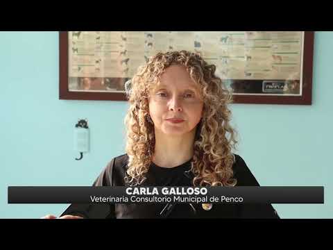 Penco contará con una clínica veterinaria móvil