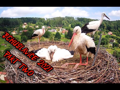 Storks Bohuslavice - season 2021 (part two) | Čápi Bohuslavice - sezóna 2021 (část druhá)