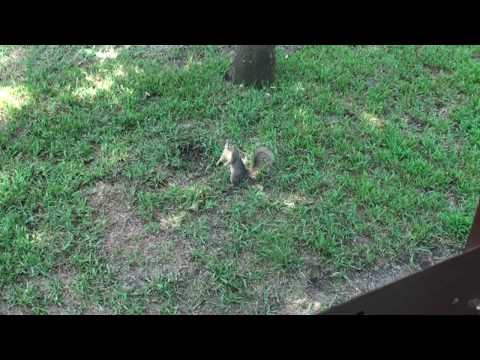 Squirrel Girl Chronicles - Vol 3