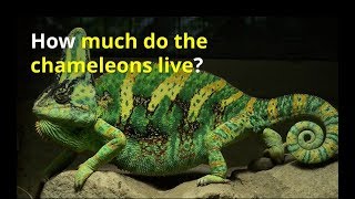 how long do chameleons live as a pet