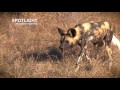 Wild dog hunt and kill an impala - Warning Graphic Content