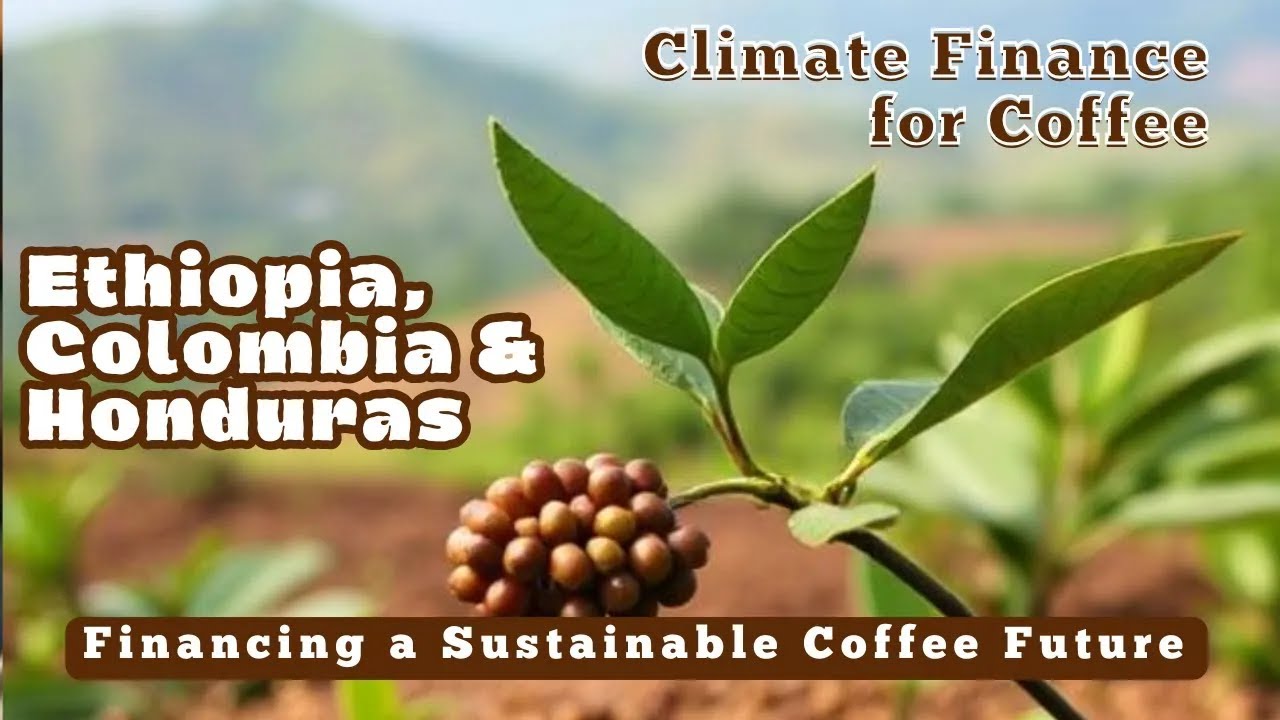 (Spanish Version)---Carbon Credits for Empowering Coffee Producers