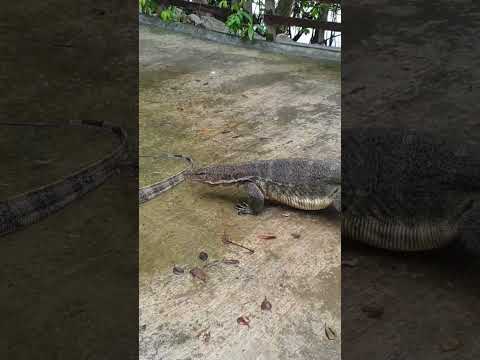 Monitor lizard fight!