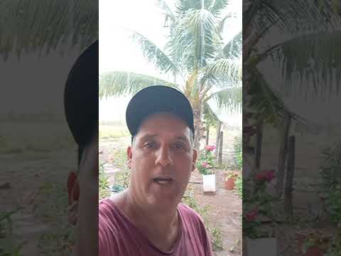 Chuva na roça no Mato Grosso município de cáceres