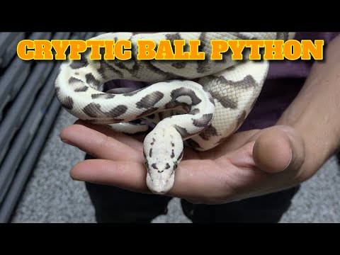 Showcase Saturday! Cryptic Ball Python
