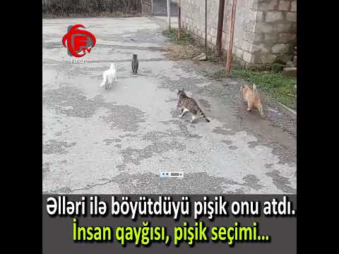 Əlləri ilə böyütdüyü pişik başqa pişiklərə qoşuldu #shorts