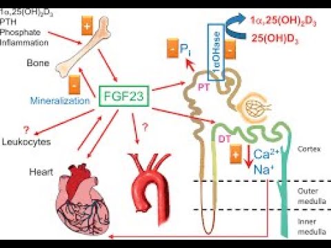 How Fibroblast growth factor 23 (FGF23) Regulation of Phosphate Body levels