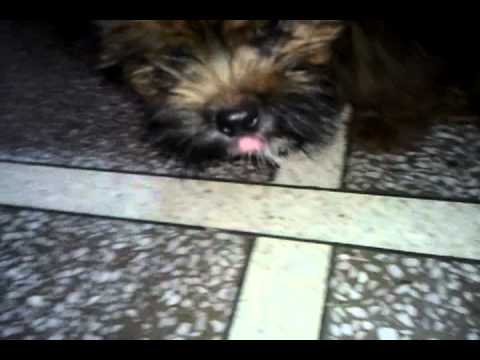 Shiro wants to have ice cream part 1