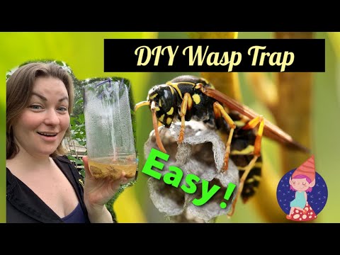 DIY Wasp Trap