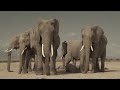 Elephants, Lions & Rhinos: Rangers Defending Wildlife & Habitat 