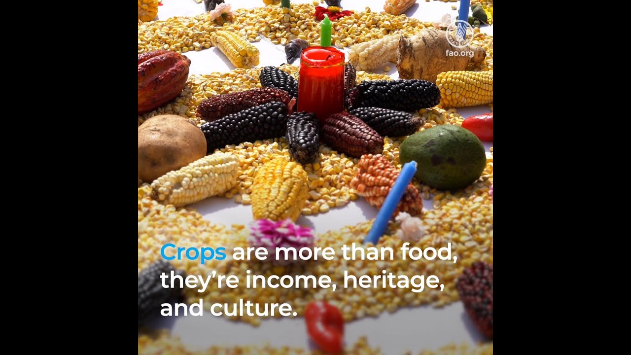Journey of Seeds: From Fields to the Svalbard Global Seed Vault