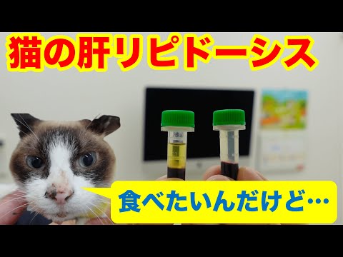 猫の肝不全 - 症状と治療法