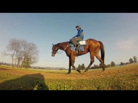 Godolphin Weekend Runners Update - Saturday, 10 September 2016 - Rosehill and Flemington