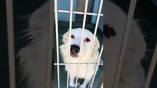 Video preview image #1 Border Collie-Unknown Mix Puppy For Sale in Pasadena, CA, USA