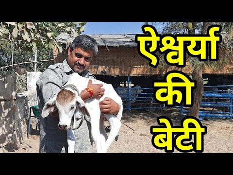 ऐश्वर्या की बेटी।💐 tharparkar नस्ल की सर्वश्रेष्ठ गोमाता।