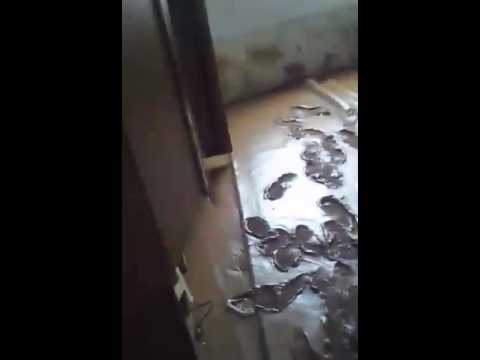 Shtepia e familjes Haki Hoxha nga Hasanbegu