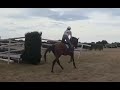 Hongre 4 ans Polyvalent 170 