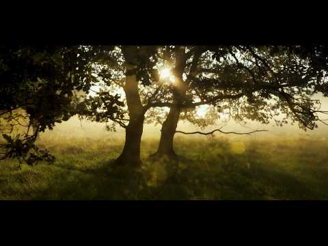 Relaxing Guided Meditation