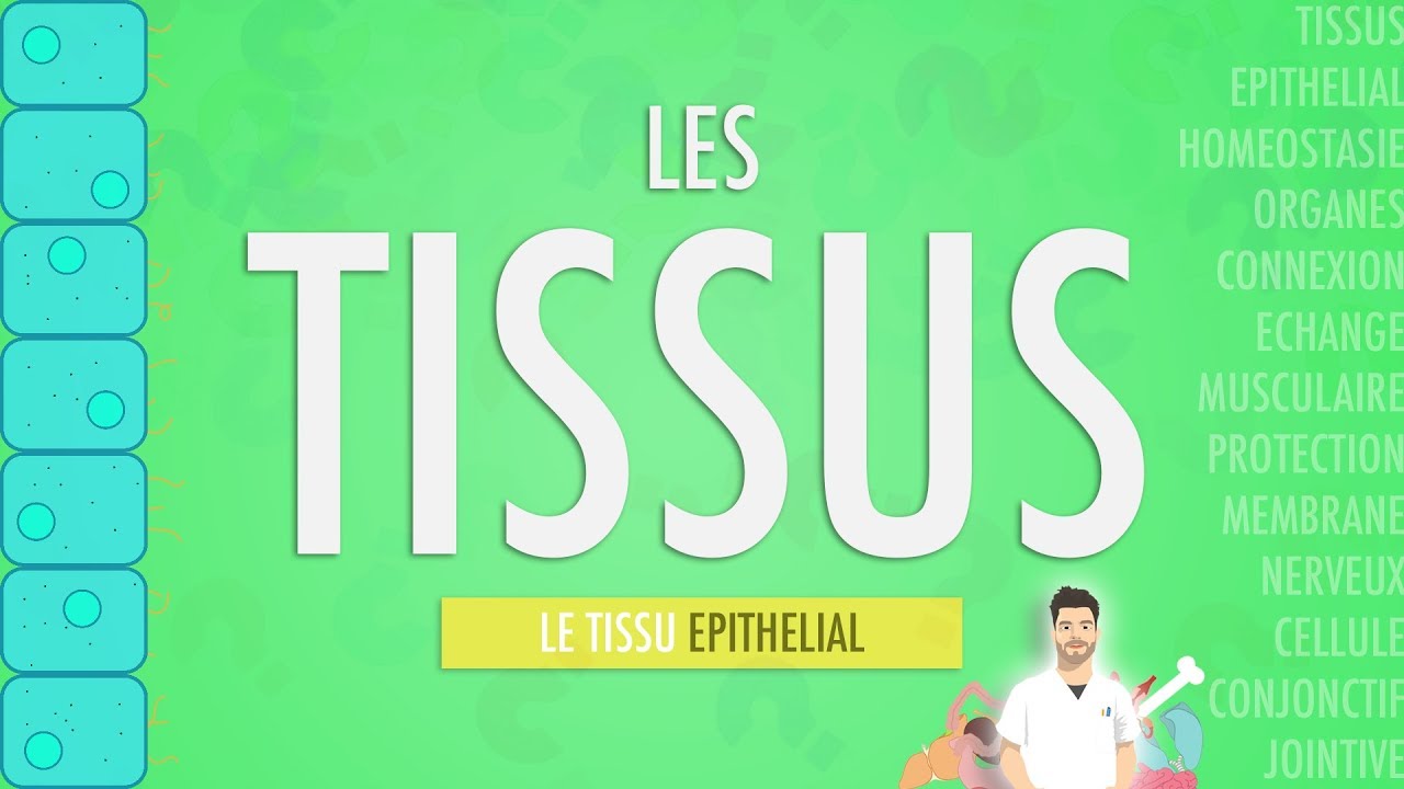 LES TISSUS: LE TISSU EPITHELIAL (Partie 1)