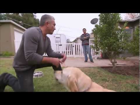 Dog Whisperer Fail Cesar gets bitten by Holly the labrador