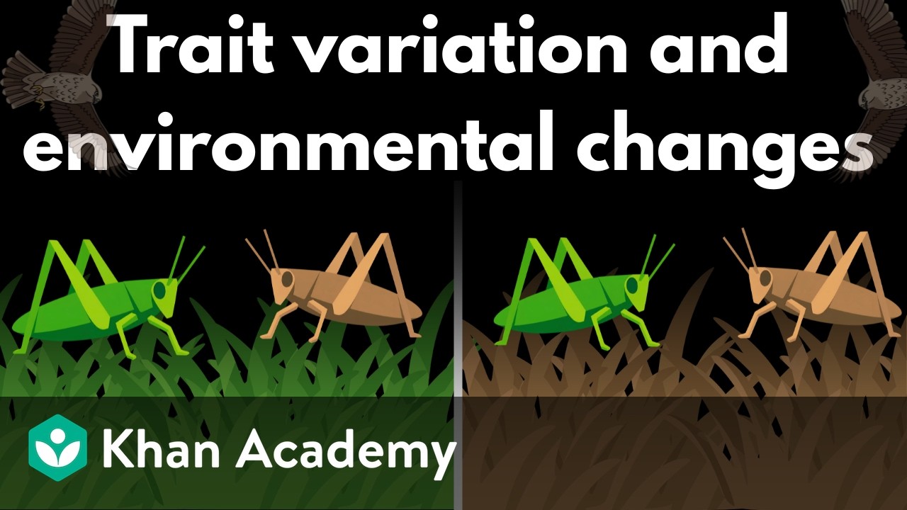 Trait variation and environmental changes | Middle school biology | Khan Academy