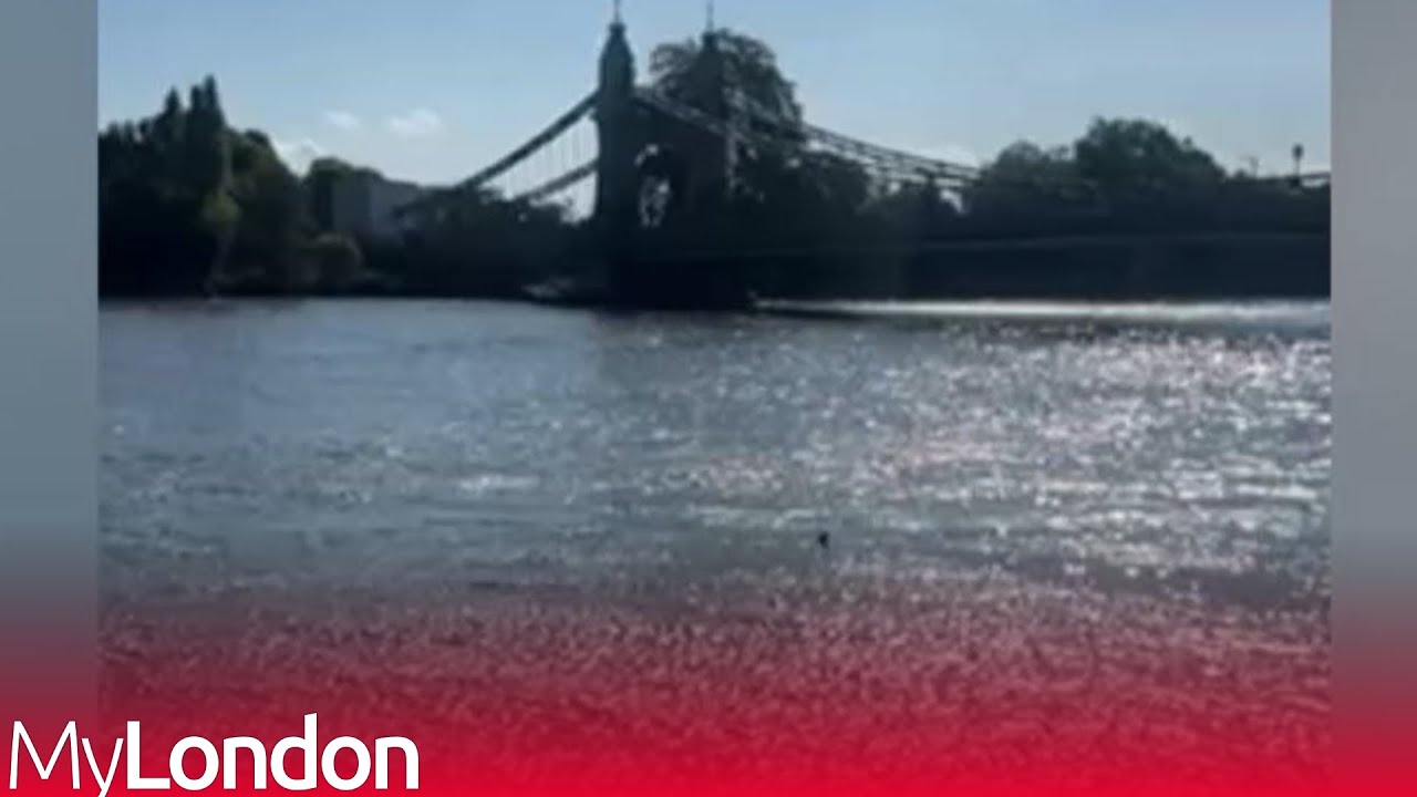 Shocked Londoner spots shark swimming in River Thames