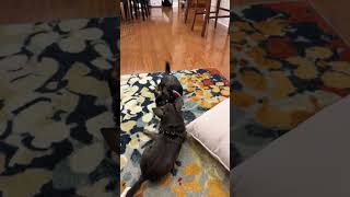 Video preview image #1 Chihuahua Puppy For Sale in Cary, NC, USA