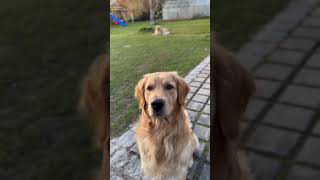 Download lagu Hey! You! #Goldenretriever #Dog #Goldie #Funny #SweetPaw #SuperStar #Stars #AirBud mp3 Download lagu Hey! You! #Goldenretriever #Dog #Goldie #Funny #SweetPaw #SuperStar #Stars #AirBud mp3