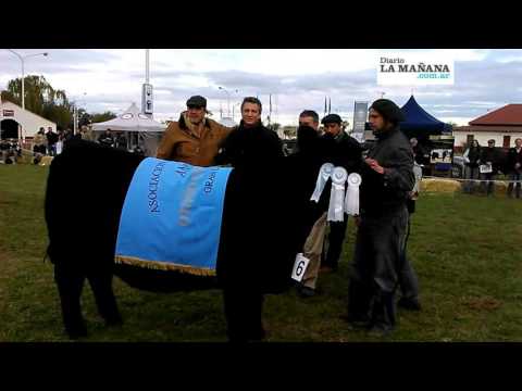 Premiación a hembras en la Expo Angus