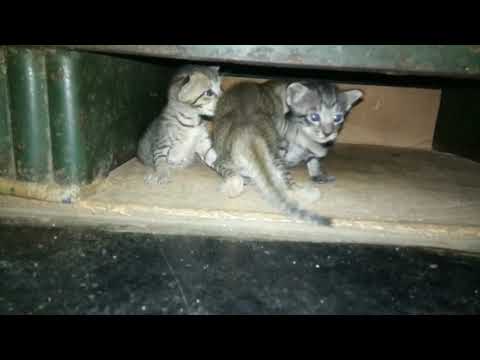 Iddaru mitrulu#chiranjeevi dialogues#cats fun