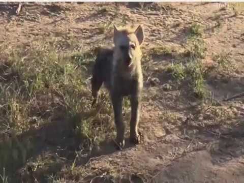 May 21, 2017- Sunrise- James is at the Hyena den with Ribbon and her cub and another male Kala.