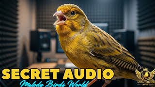 Download lagu Sains di Balik Kicauan Burung yang Sempurna: Rahasia Pelatihan Kenari Spanish Timbrado mp3