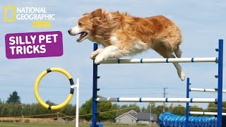 The Best Pet Tricks | Nat Geo Kids Pet Tricks Playlist