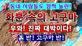 [텃밭농부 2,094]  우와! 진짜 대박.  동네 사람들도 깜짝 놀란 화분속의 고구마. 흙 반! 고구마 반…