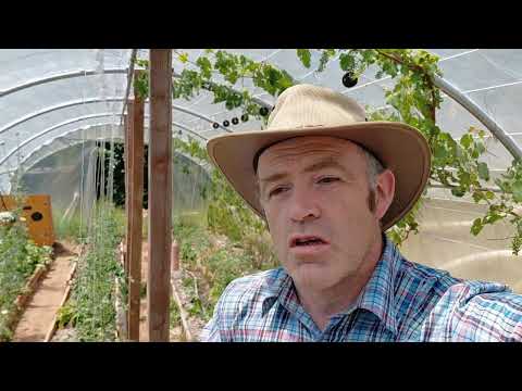 Visite des pommes de terre et la serre de tomates avec l'électroculture 14 juin a 550 m d'altitude