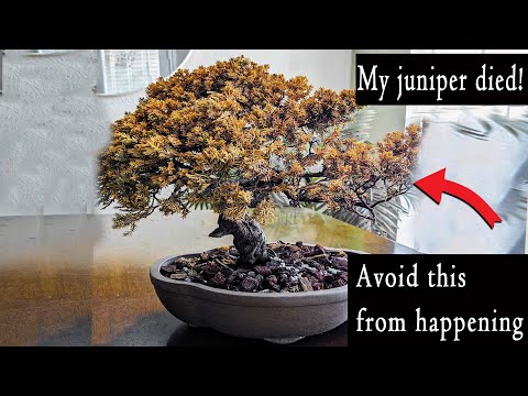 Top 5 reasons why bonsai trees die, beginners. This will help save your tree!