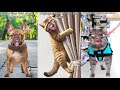 3 Hour Of Dimpey 6 Tik Tok Videos L Dimpey 6 Funny Tik Tok Compilation 2025