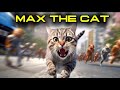 Max The Cat S Fight Compilation Part 2 The Viral Bully Cat On TikTok