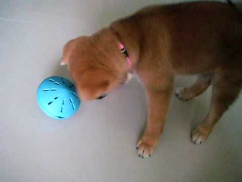 MEKI的新玩意兒~(原發表者:MEKI麻)(影片)