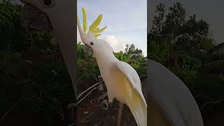 Download lagu kakaktua betina memanggil kakaktua jantAn mp3