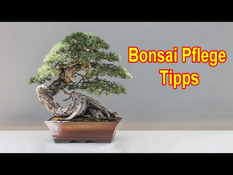 Bonsai Pflege – Bonsai Baum richtig pflegen / Bonsai Grundlagen zum / Gießen / Düngen / Schneiden